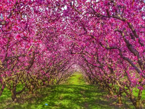 Σλοβακία: Κόρτσοκ και Πελεγκρίνι αναμετρώνται στον 2<sup>ο</sup> γύρο των προεδρικών εκλογών
