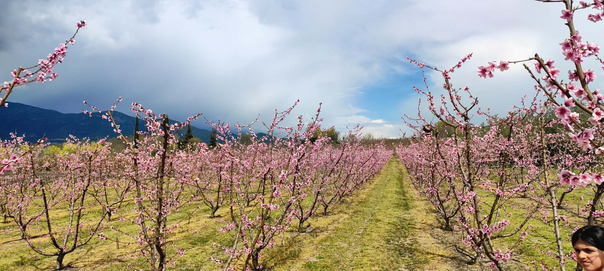 656676476-1278483634215543-8378307130410346619-n Κοζάνη: Ροζ «ντύθηκε» ο κάμπος του Βελβεντού – Ένα μοναδικό ανοιξιάτικο θέαμα