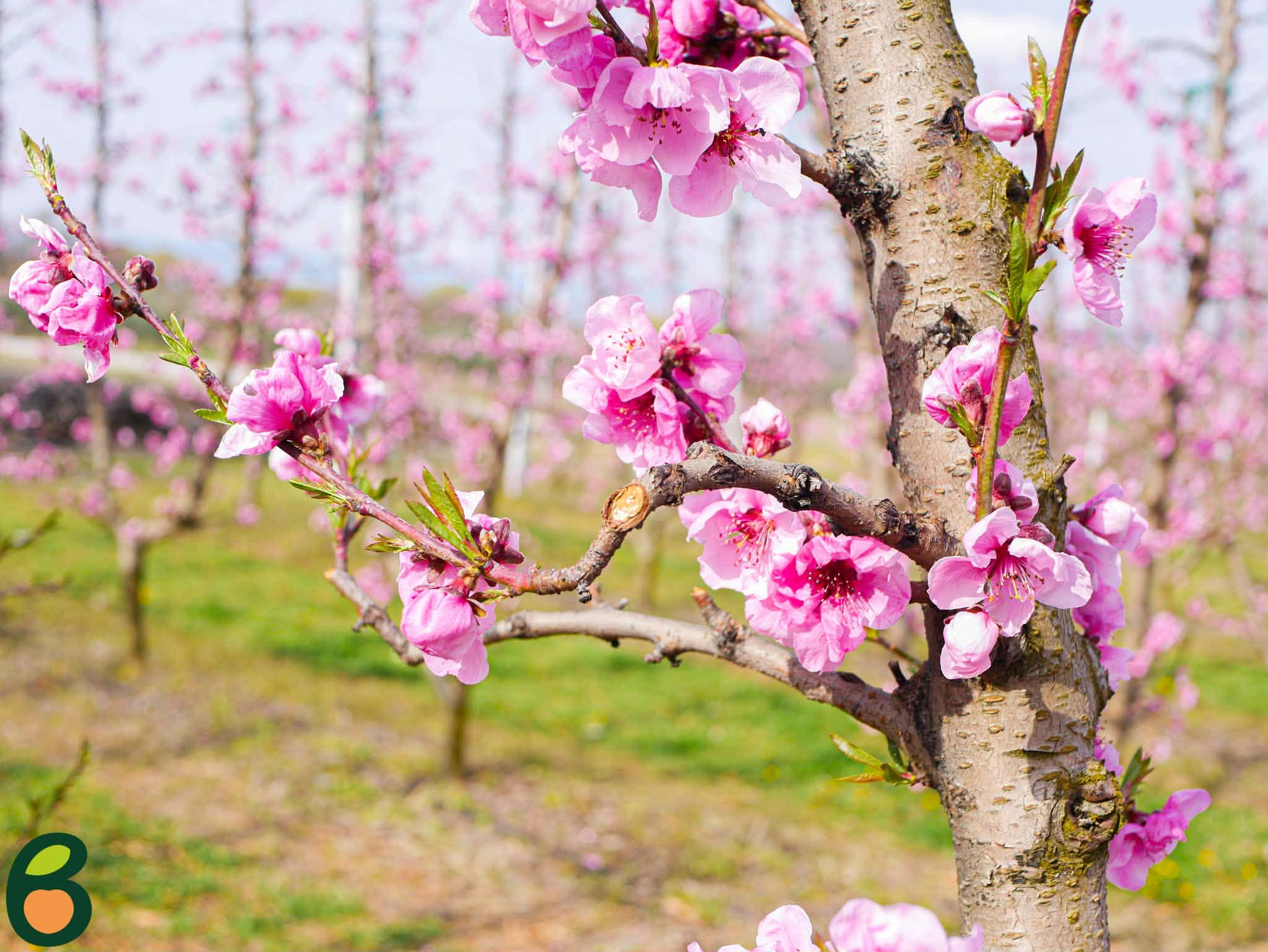 657275641-2018979212014486-1103256913371720886-n Κοζάνη: Ροζ «ντύθηκε» ο κάμπος του Βελβεντού – Ένα μοναδικό ανοιξιάτικο θέαμα