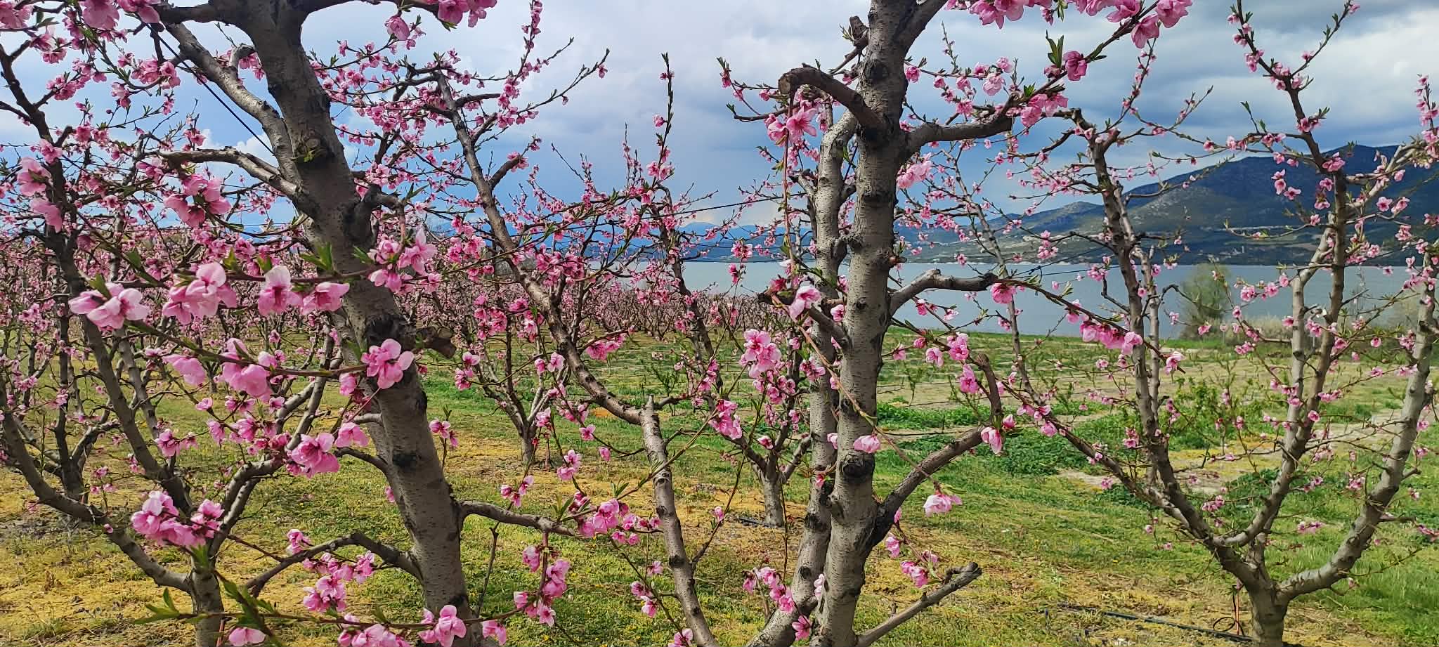 657864547-1380841617392840-5641851243580609943-n Κοζάνη: Ροζ «ντύθηκε» ο κάμπος του Βελβεντού – Ένα μοναδικό ανοιξιάτικο θέαμα