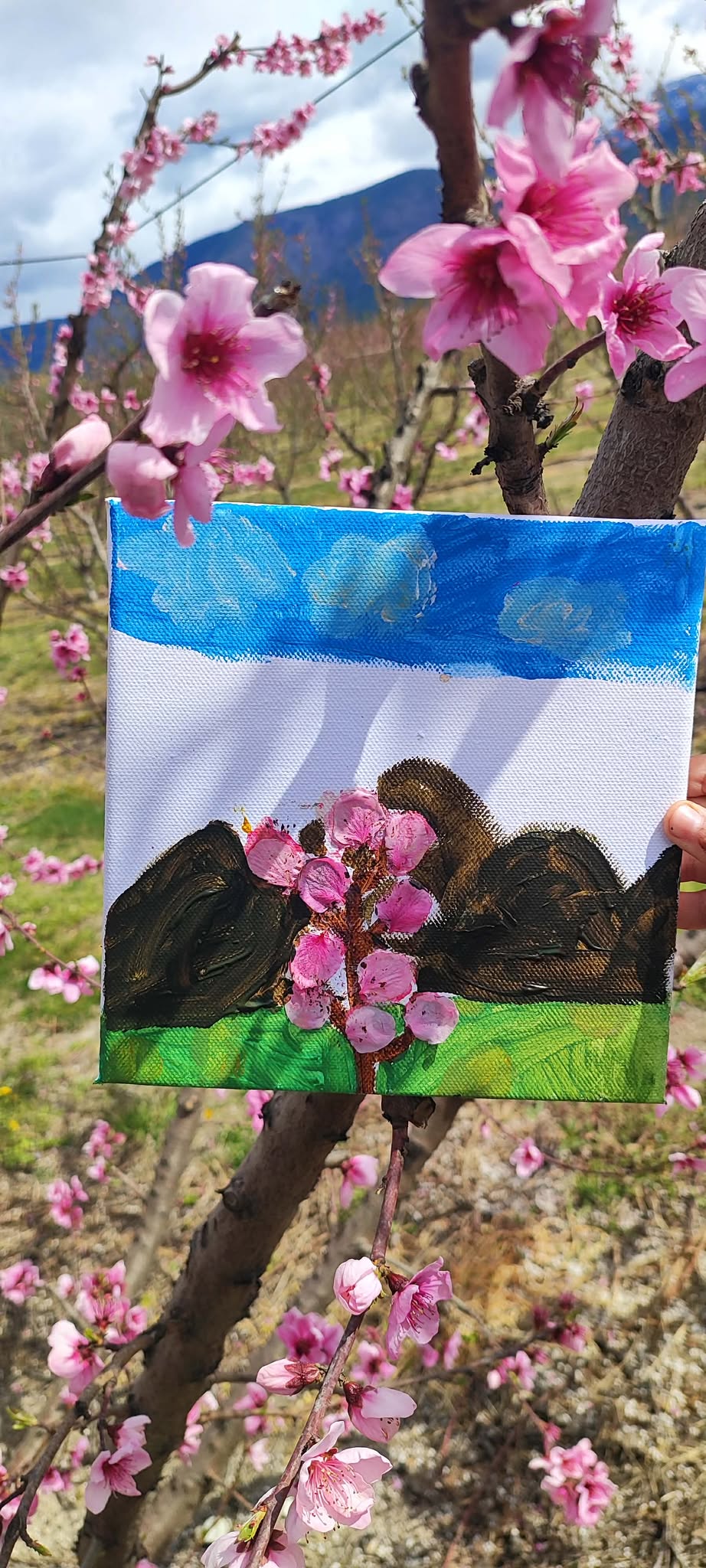 661714280-1507277827483831-4957892176283136198-n Κοζάνη: Ροζ «ντύθηκε» ο κάμπος του Βελβεντού – Ένα μοναδικό ανοιξιάτικο θέαμα