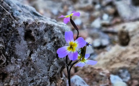 <strong>Μήνυμα Φον Ντερ Λάιεν και Αντόνιο Κόστα προς τις ΗΠΑ</strong>: «Σε έναν σκληρό κόσμο, η Ευρώπη και οι ΗΠΑ είναι πιο δυνατές μαζί»