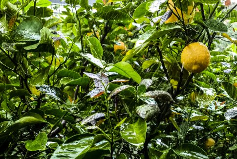 Φρουροί της Επανάστασης: Αντεπίθεση σε «τέσσερα βήματα» στις απειλές Τραμπ για ενεργειακά πλήγματα