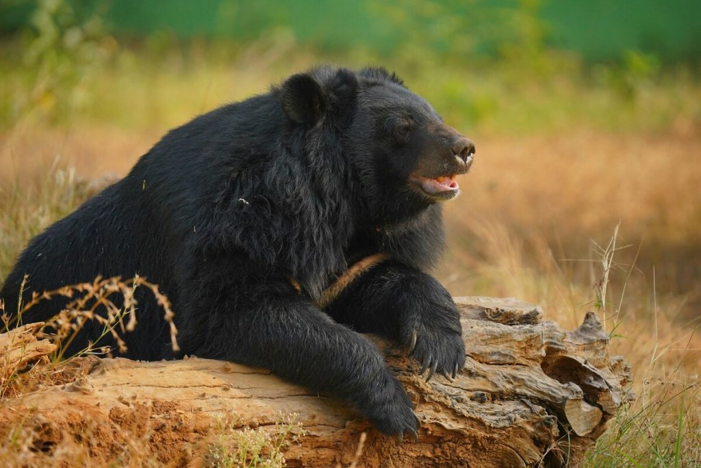 Ο παράξενος λόγος για τον οποίο οι αρκούδες επιτίθενται σε ανθρώπους στην Ιαπωνία