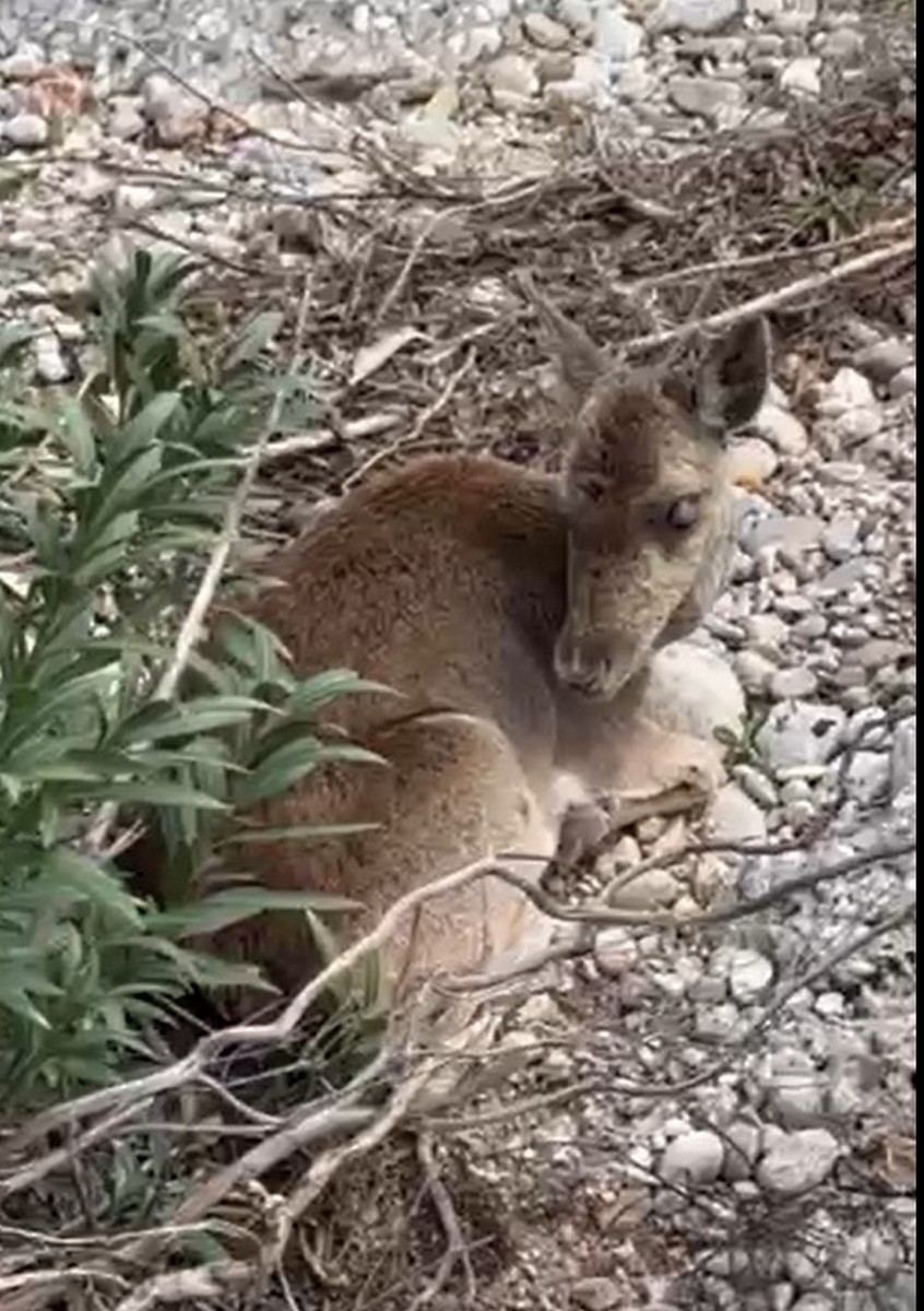 Ρόδος: Τυφλή ελαφίνα διασώθηκε από ρεματιά στην Ψίνθο – Μεταφέρθηκε σε κτηνιατρείο