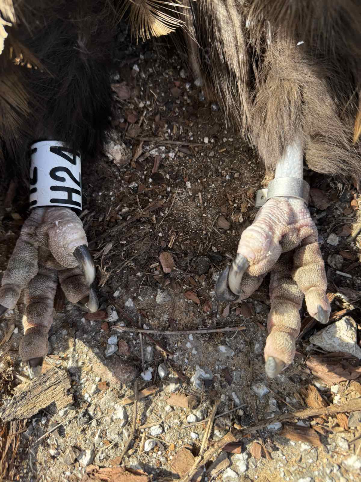 Συναγερμός για δηλητηριασμένα δολώματα στο Εθνικό Πάρκο Δαδιάς: Πιθανό περιστατικό δηλητηρίασης δύο Μαυρόγυπων και ενός λύκου