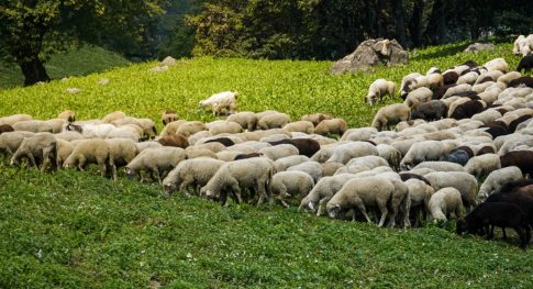 Σύλληψη 29χρονου στα Ιωάννινα για απόπειρα απάτης
