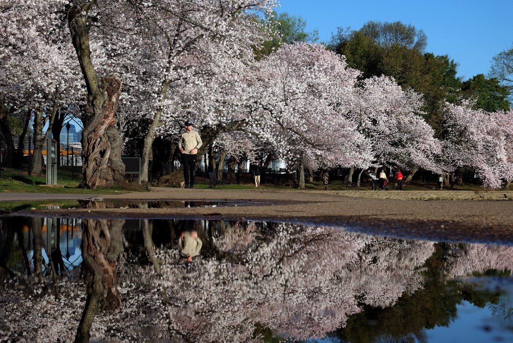 Η μαγεία της Άνοιξης: Οι ανθισμένες κερασιές της Ουάσινγκτον προσφέρουν ένα πανέμορφο θέαμα