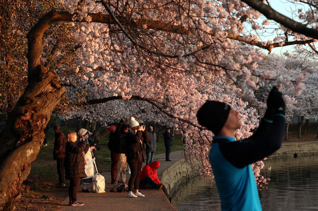 Η μαγεία της Άνοιξης: Οι ανθισμένες κερασιές της Ουάσινγκτον προσφέρουν ένα πανέμορφο θέαμα