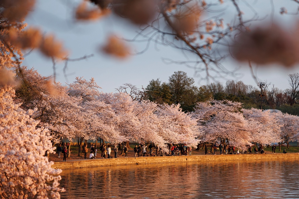 Η μαγεία της Άνοιξης: Οι ανθισμένες κερασιές της Ουάσινγκτον προσφέρουν ένα πανέμορφο θέαμα 