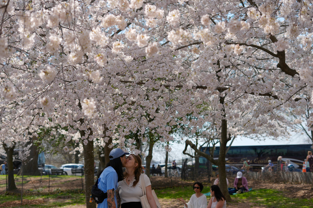 Η μαγεία της Άνοιξης: Οι ανθισμένες κερασιές της Ουάσινγκτον προσφέρουν ένα πανέμορφο θέαμα
