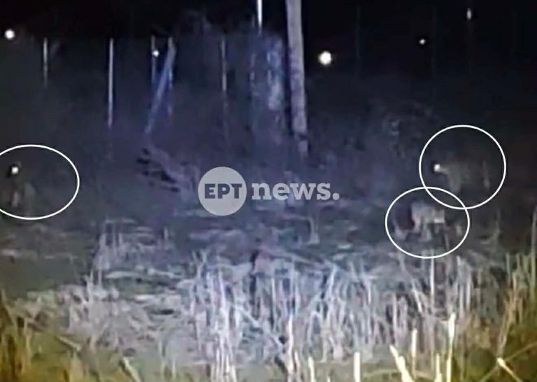 Άργος Ορεστικό: Τρεις λύκοι εμφανίστηκαν σε αυλή σπιτιού