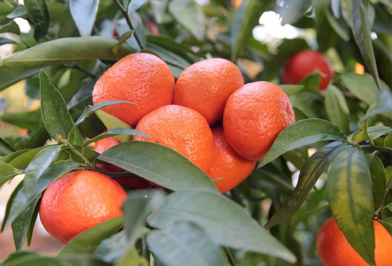 Γιορτή μανταρινιού στο Δρέπανο Αργολίδας