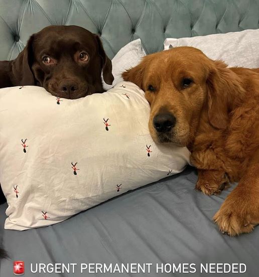 Η αθέατη πλευρά του πολέμου: Φεύγουν από το Ντουμπάι κι εγκαταλείπουν τα κατοικίδιά τους στον δρόμο ή τα δίνουν για ευθανασία