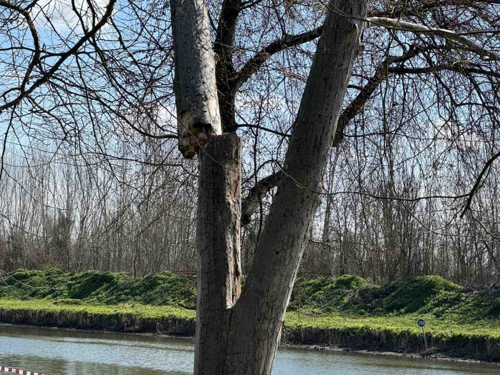 Πέλλα: Εμφανίστηκε το έλκος που ξηραίνει τα πλατάνια – Μέτρα για να μην εξαπλωθεί