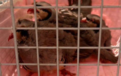 Εκμεταλλευτική σχέση «ενοικίασης» εργαζομένων και δη καλλιτεχνών καταγγέλλει η ΛΑΣ