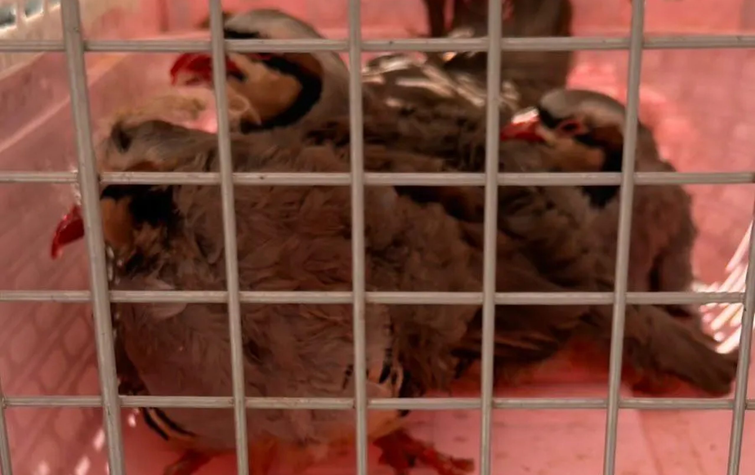 Δικογραφία σε βάρος ενός άνδρα και σε ιδιωτική εταιρεία για παράνομη εκτροφή ζώων σε ταράτσα κτιρίου στους Αμπελόκηπους  ​