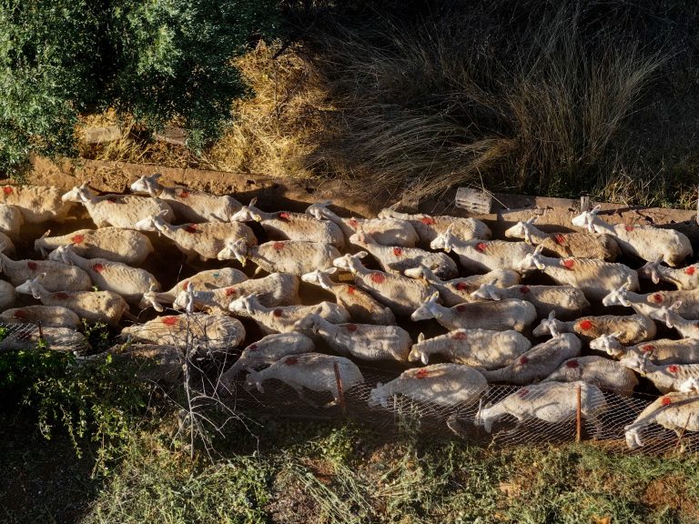 Δεύτερη εκτροφή στη ζώνη των τριών χιλιομέτρων με αφθώδη πυρετό στη Λέσβο