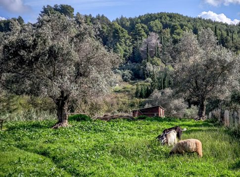 Σε εξέλιξη η εισαγγελική έρευνα για την υγειονομική ταφή 236 προβάτων στο Μανταμάδο
