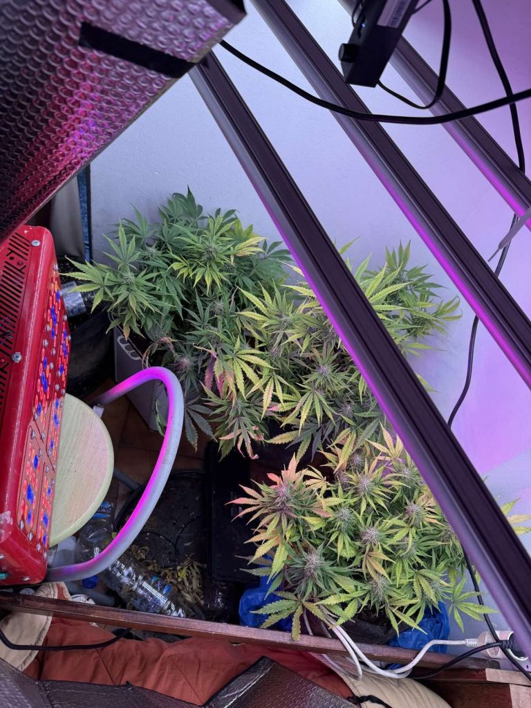 Ρόδος: Συνελήφθη 34χρονος για καλλιέργεια κάνναβης