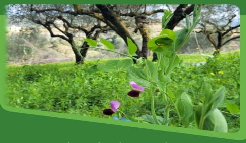 «Βούλιαξε» η κεντρική πλατεία για το 12<sup>ο</sup> Καλαματιανό Καρναβάλι (βίντεο & φωτογραφίες)