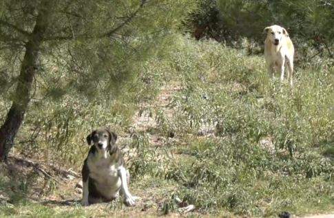 Συμπληρώματα διατροφής: Μύθοι και αλήθειες