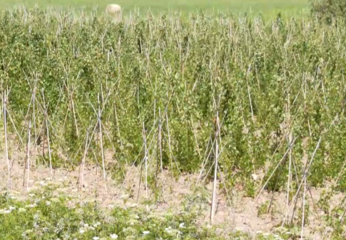 Social plate: Πρωτοποριακό πρόγραμμα που μειώνει τη σπατάλη τροφίμων και ενισχύει ευάλωτες ομάδες