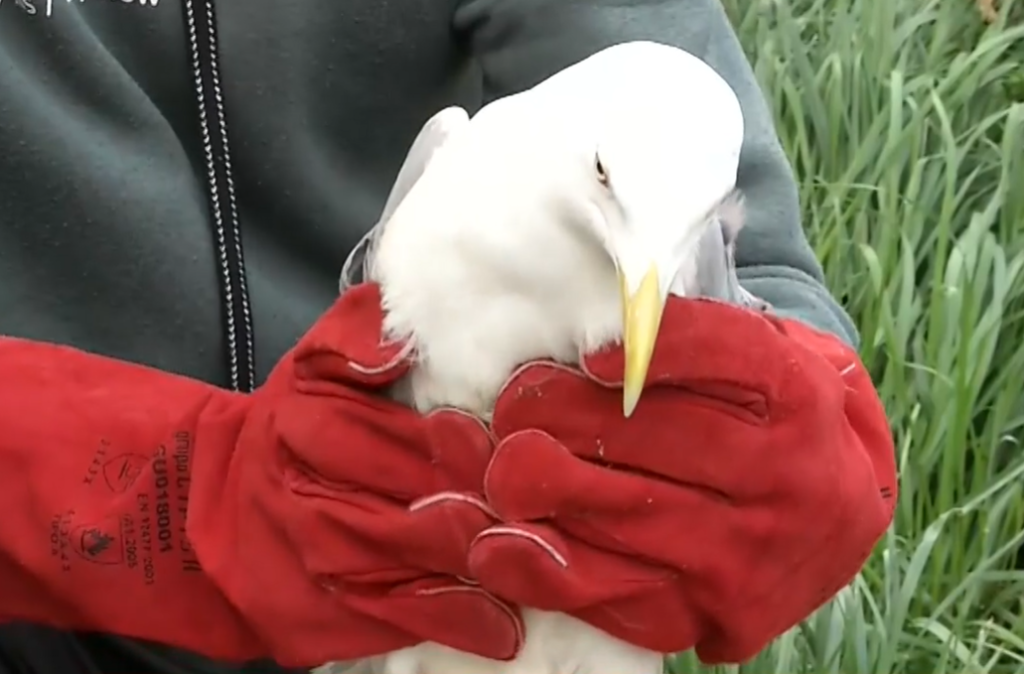 Θεσσαλονίκη: Διασώστης της ΕΜΑΚ βούτηξε στο φράγμα Θέρμης για να σώσει γλάρο μπλεγμένο σε ένα μέτρο σπάγγο