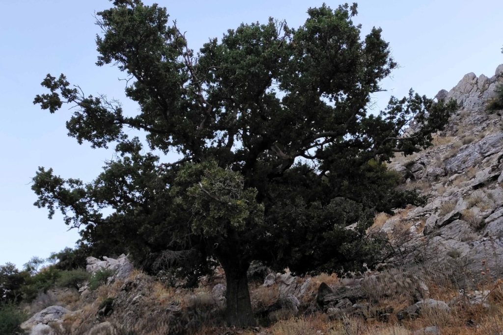 Η βελανιδιά της Μάνης στο δίκτυο των αιωνόβιων δέντρων της Ελληνικής Επανάστασης