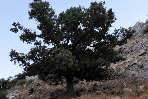 Επετειακό τουρνουά 3Χ3 στην Τρίπολη από τον Αρκαδικό