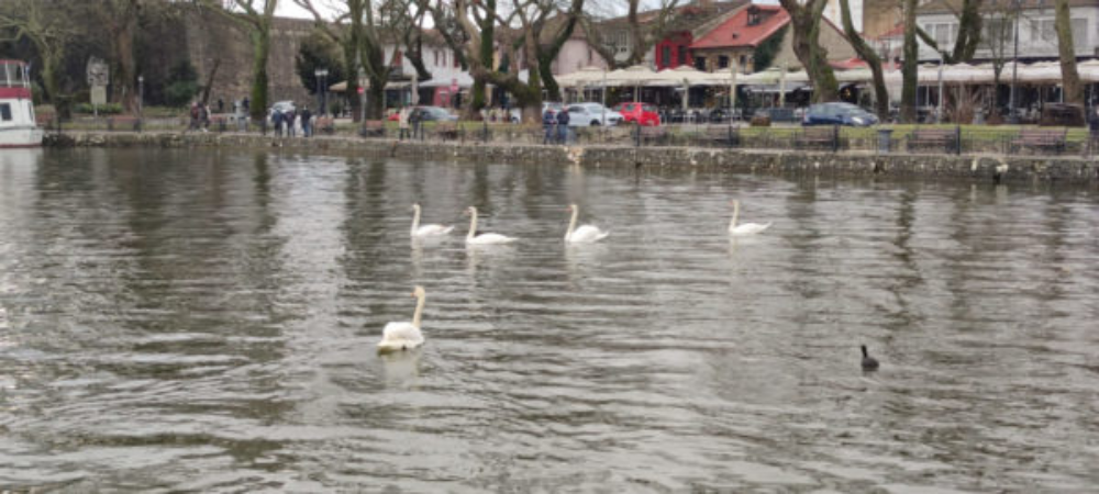 Νεκρός κύκνος στην Καστοριά από την γρίπη των πτηνών