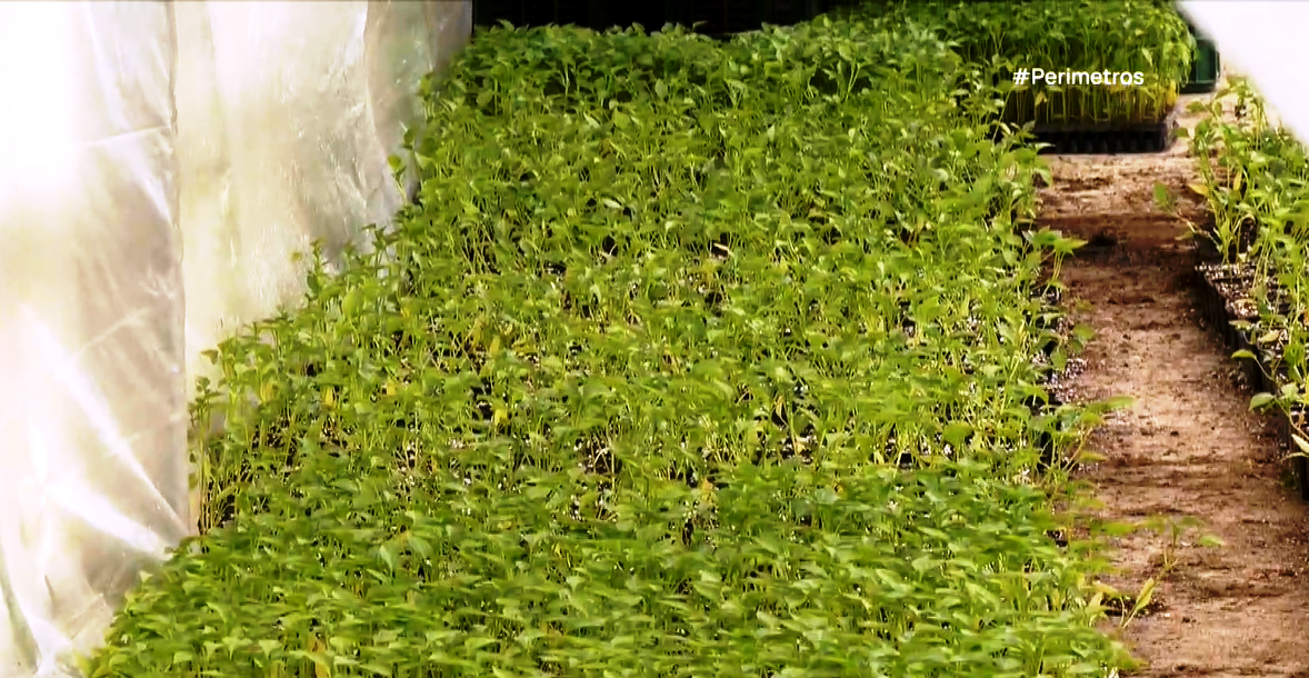 Νεκρά πρόβατα εντοπίστηκαν στην Κοζάνη