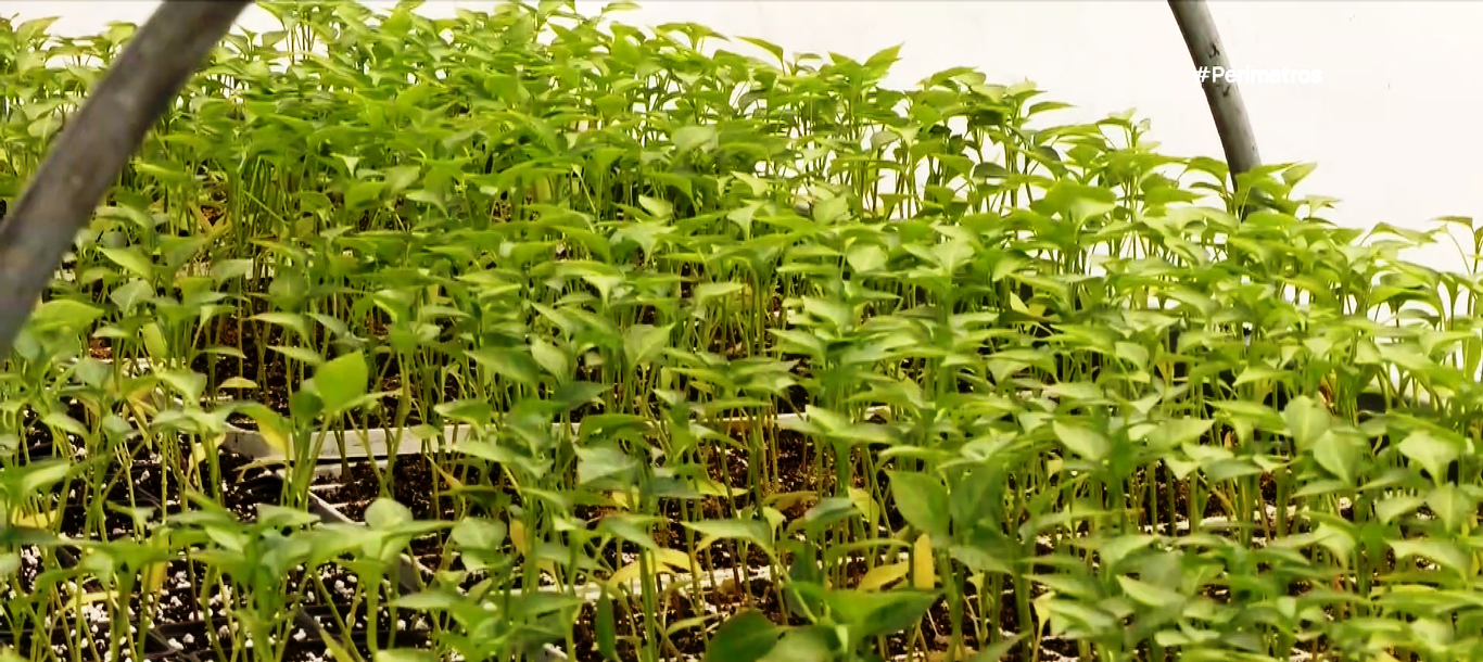 Νεκρά πρόβατα εντοπίστηκαν στην Κοζάνη