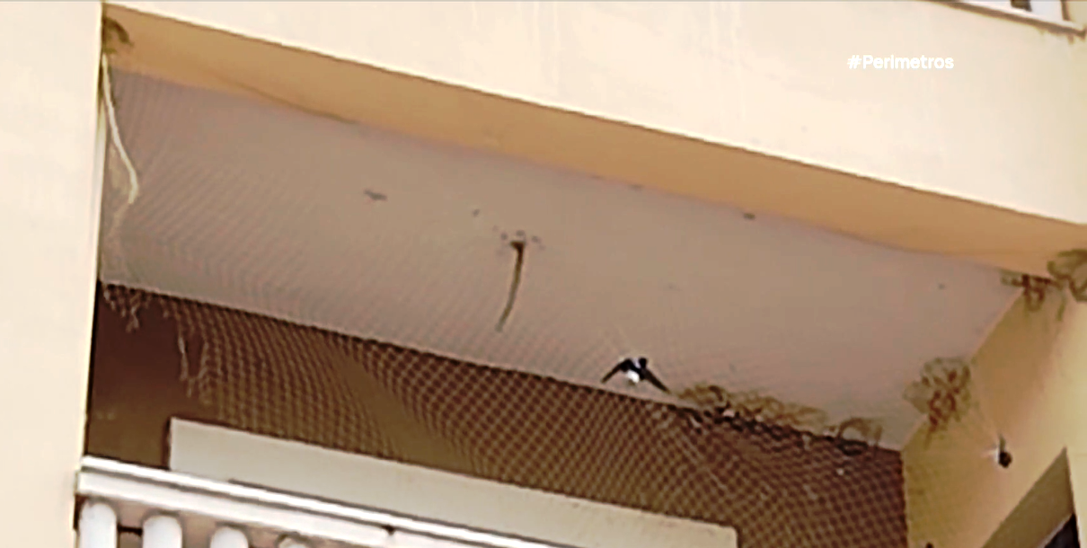 Θανάσιμη παγίδα για τα χελιδόνια τα προστατευτικά δίχτυα στα μπαλκόνια