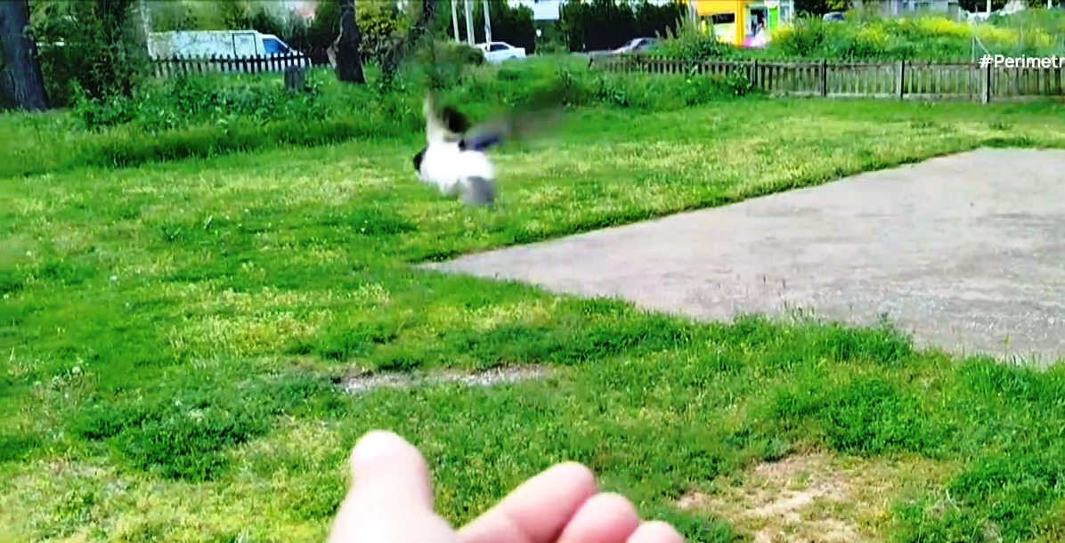 Θανάσιμη παγίδα για τα χελιδόνια τα προστατευτικά δίχτυα στα μπαλκόνια