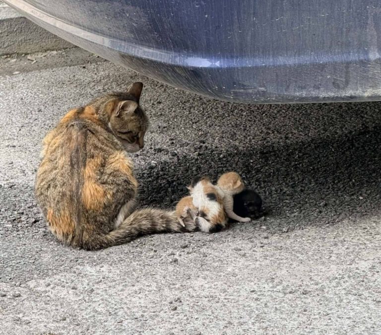 Βόλο: Σύγχρονα «τέρατα» έδεσαν νεογέννητα γατάκια στην ουρά της μητέρας τους