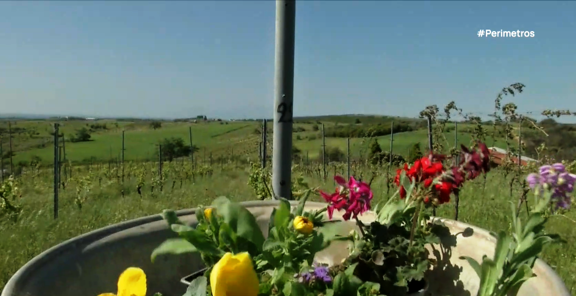 Ένας ξεχωριστός αμπελώνας στον Έβρο