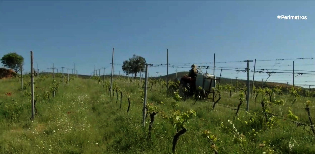 Ένας ξεχωριστός αμπελώνας στον Έβρο