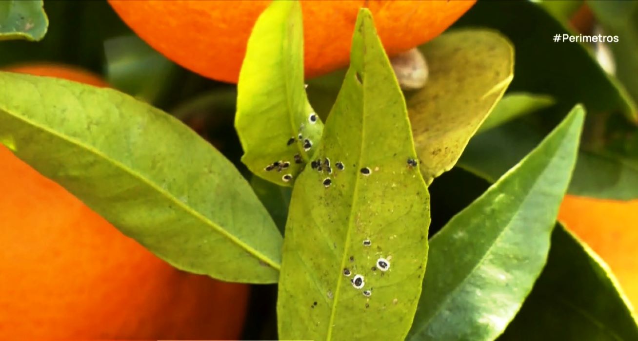 Επικίνδυνο έντομο καταστρέφει καλλιέργειες στην Άρτα