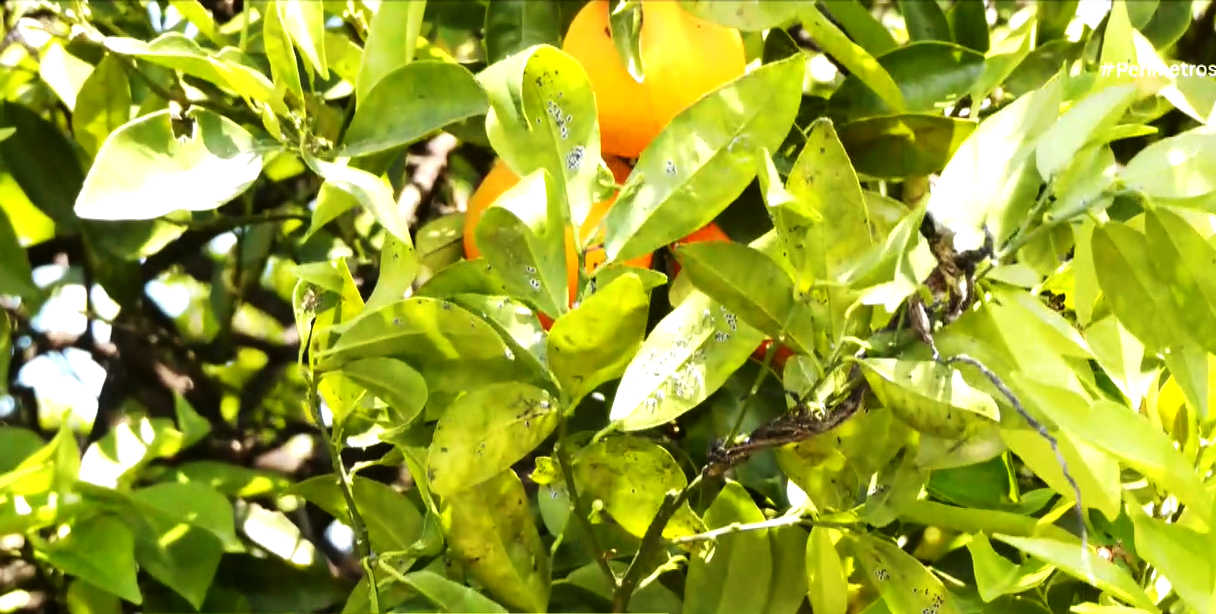 Επικίνδυνο έντομο καταστρέφει καλλιέργειες στην Άρτα