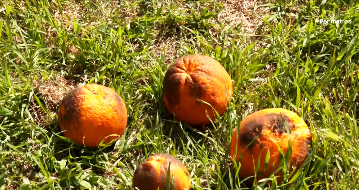 Επικίνδυνο έντομο καταστρέφει καλλιέργειες στην Άρτα