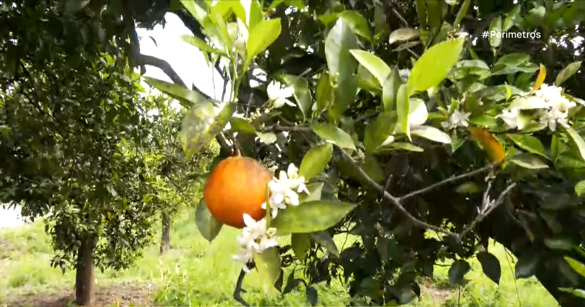 Επικίνδυνο έντομο καταστρέφει καλλιέργειες στην Άρτα