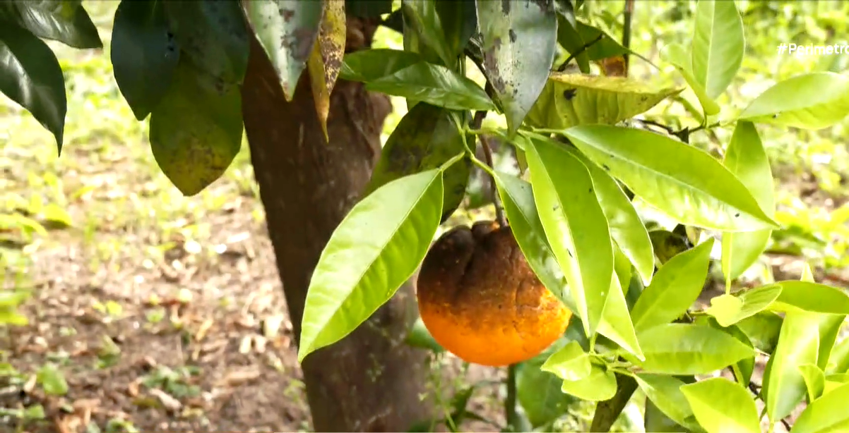 Επικίνδυνο έντομο καταστρέφει καλλιέργειες στην Άρτα