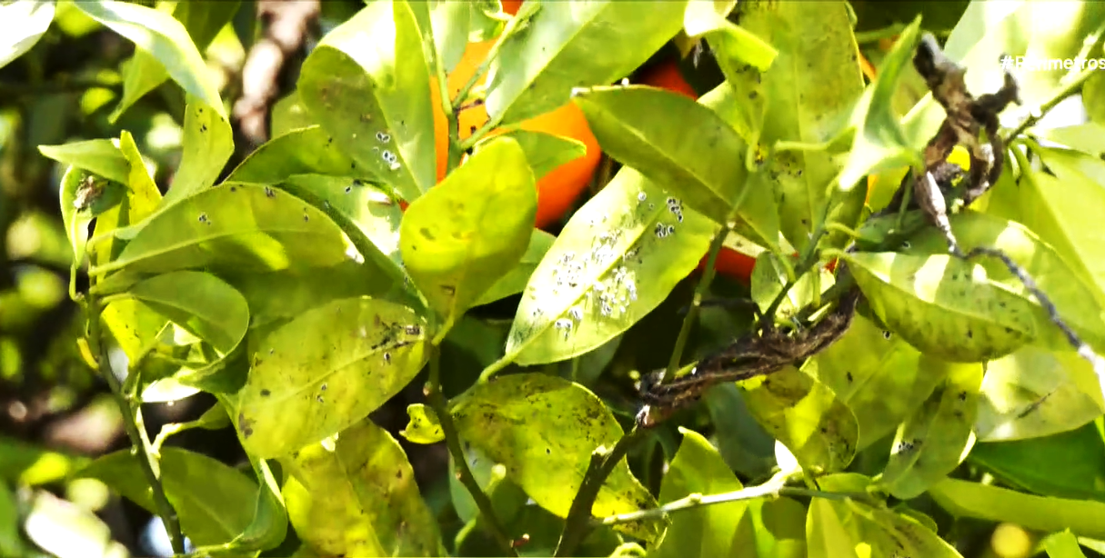 Επικίνδυνο έντομο καταστρέφει καλλιέργειες στην Άρτα