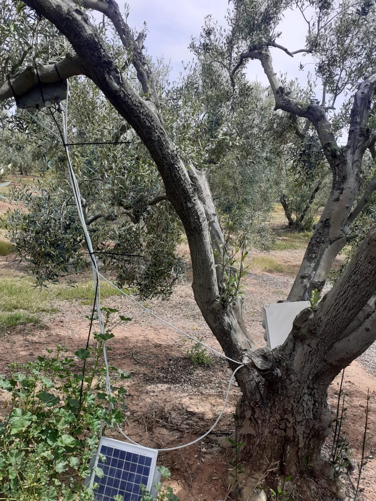 Αγουρέλαιο Χαλκιδικής: Καινοτόμo πρωτόκολλο παραγωγής «εκτοξεύει» τις δυνατότητες των ελαιοκαλλιεργητών