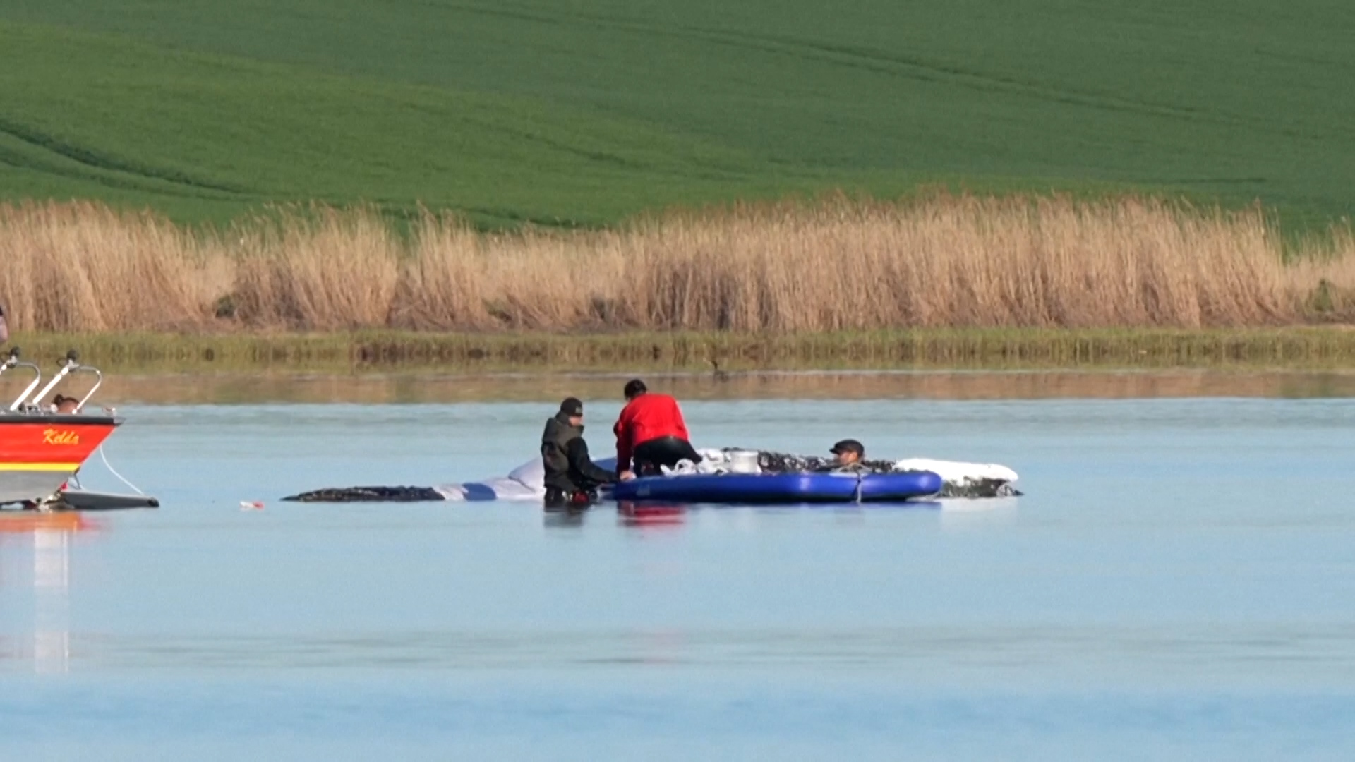 Γερμανία: Νέα επιχείρηση διάσωσης φάλαινας – Σχέδιο μεταφοράς της στη Βόρεια Θάλασσα