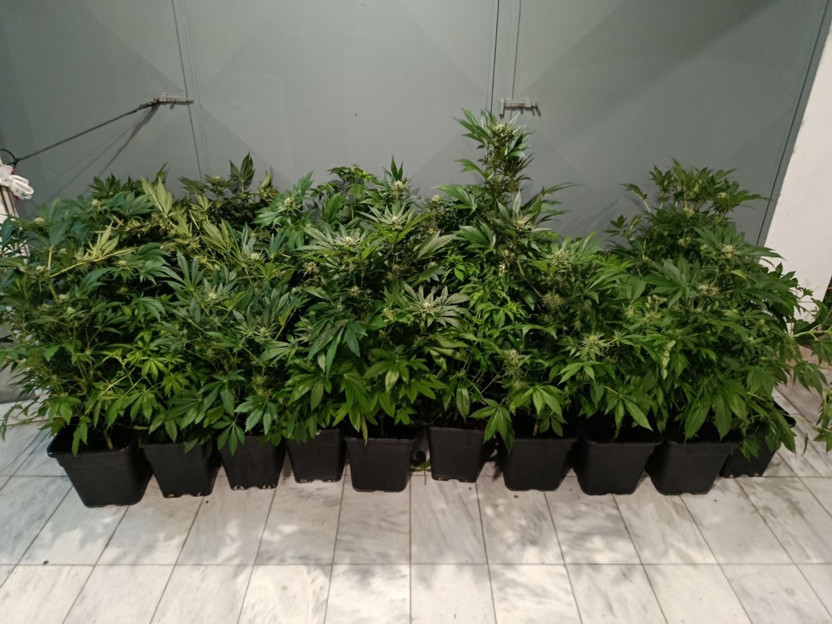 Θεσσαλονίκη: Εντοπίστηκε εργαστήριο υδροπονικής καλλιέργειας κάνναβης σε διαμέρισμα- Μία σύλληψη