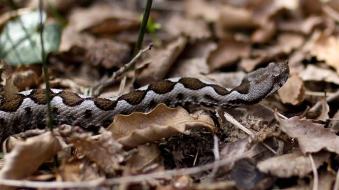 <strong>Η Βουλή των Ελλήνων τίμησε Ολυμπιονίκες και Παραολυμπιονίκες</strong>