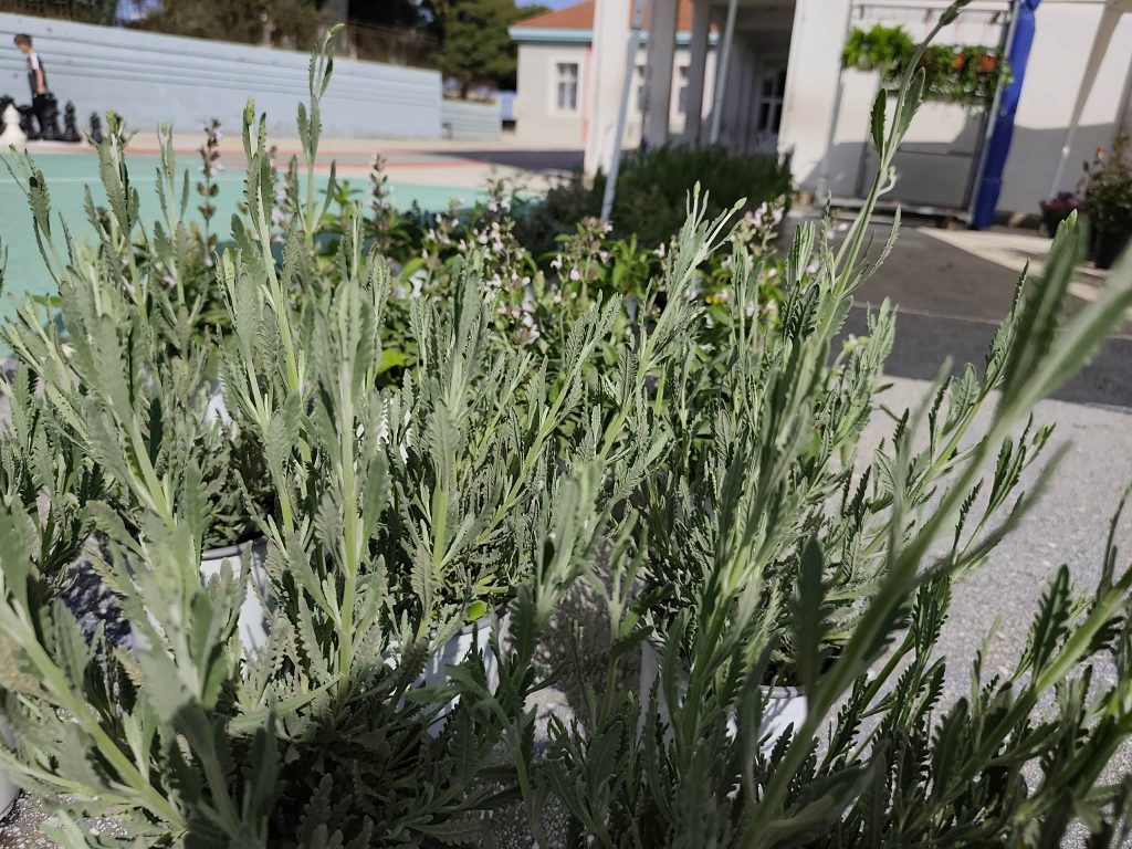 Χανιά: Η 5η Ανθοέκθεση στο 1ο Δημοτικό Σχολείο Κουνουπιδιανών