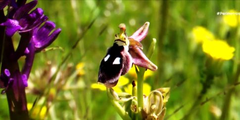 Η «Φούστα – Μπλούζα» της Θρυαλλίδας ταξιδεύει στην Αλόννησο